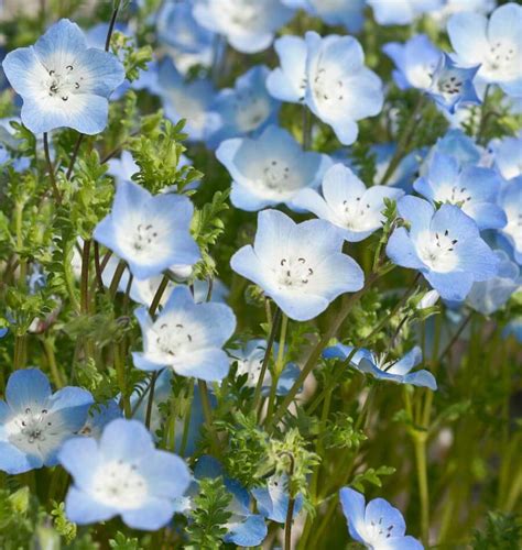 Baby Blue Eyes Nemophila Seeds – West Coast Seeds