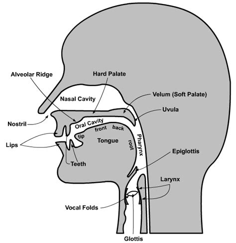 Phonetics - Organs of Speech