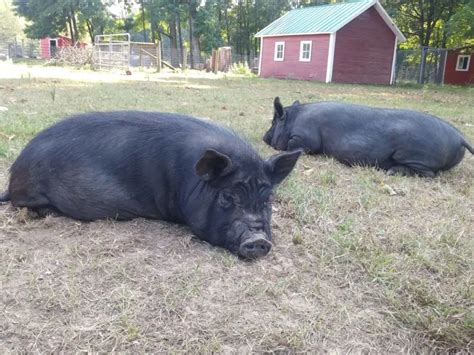 Raising American Guinea Hogs - The Perfect Heritage Breed for Your Homestead