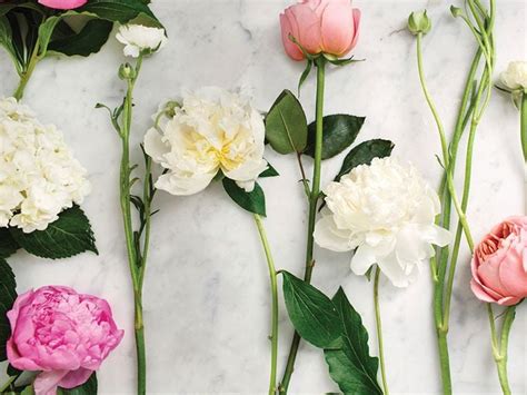 10 Prettiest Peony Varieties To Plant In Your Garden - Chatelaine