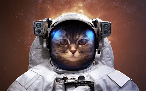 2048x1536 resolution | Galaxy Cat wallpaper, astronaut, cat, space ...