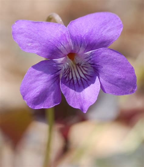 Flower Homes: Flowers of Canada's Provinces and Territories