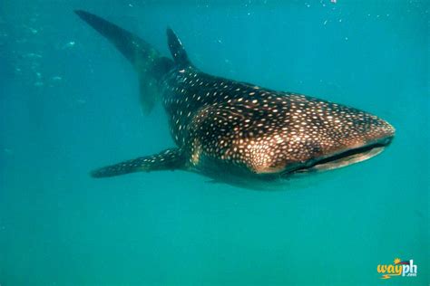 Oslob Cebu whale Shark | Butanding / Whale Shark at Oslob Ce… | Flickr