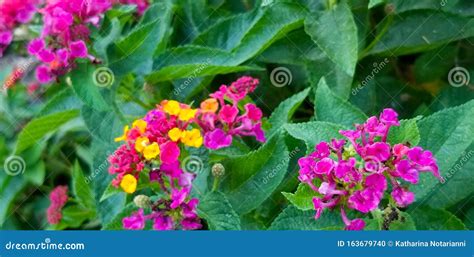 Colorful Lantana Flowers with a Butterfly Stock Photo - Image of feeds, plant: 163679740