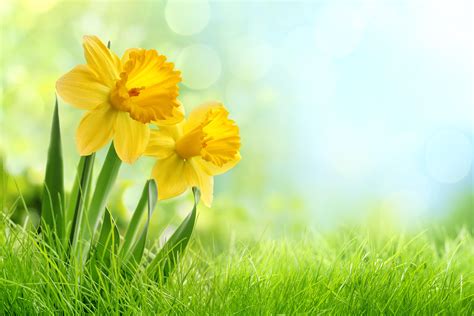 Daffodils Wallpapers - Wallpaper Cave