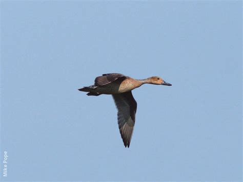 Northern Pintail | KuwaitBirds.org