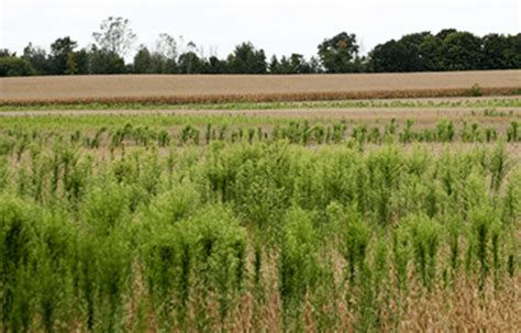 Ohio Noxious Weed Identification – Week 20 Marestail | Knox County ...