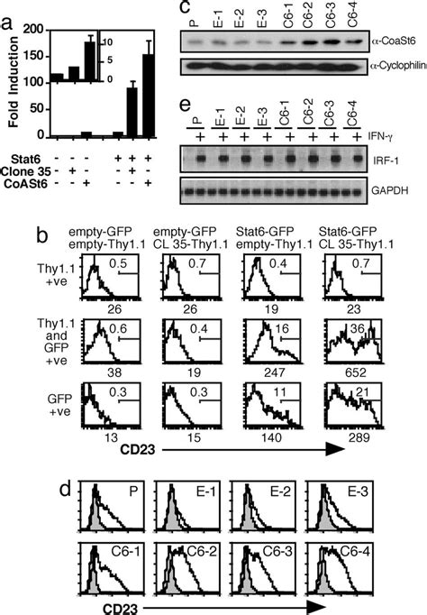 CoaSt61216-1817 potentiates IL-4-induced transcription of the... | Download Scientific Diagram