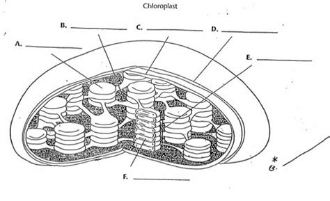 chloroplast diagram Diagram | Quizlet