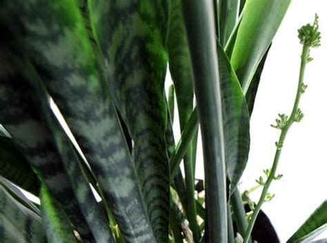 Sturdy houseplants – popular, easy care potted plants | Interior Design Ideas | AVSO.ORG