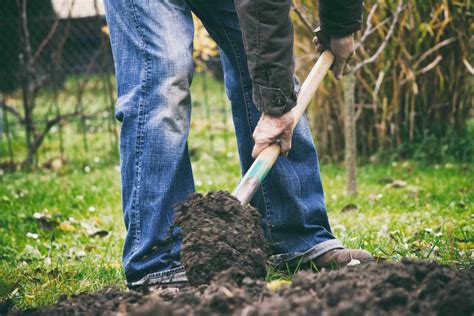 Gardener digging in a garden with a spade. Man using a big shovel for digging old lawn. Soil ...