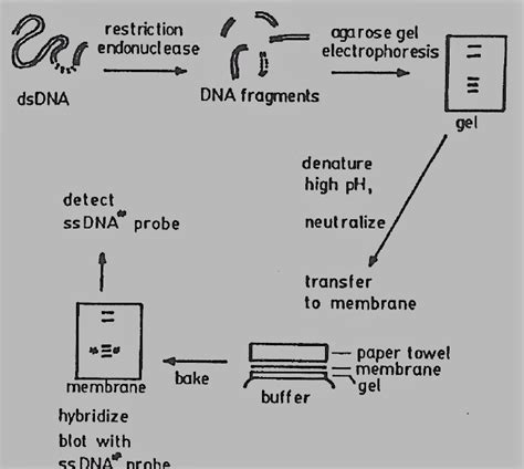 Southern Blotting: Definition, Protocol, and 2 Reliable Uses - Chemistry Notes