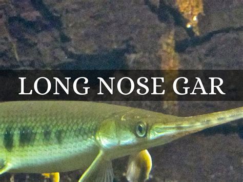 Long nose Gar Fish by Anthony Claudio