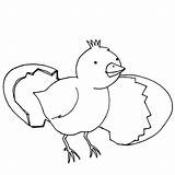 Chick Hatching From Egg Coloring Pages  Best Place To Color sketch template