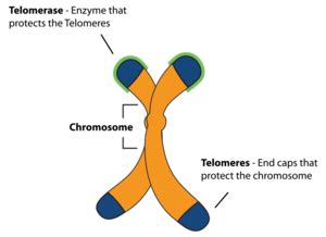 Addition of Telomerase to Somatic Cells - microbewiki