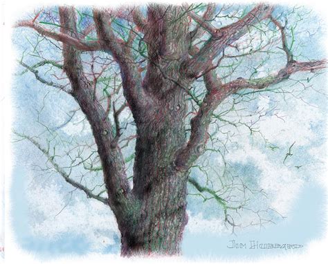 Tree - Colored Pencil Drawing by Jim Hubbard