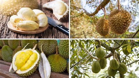 Durian Fruit: Benefits, Nutrition, Tips and Risks - Ayur Times