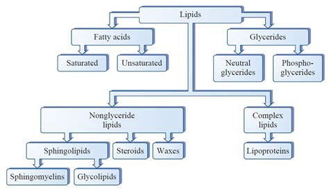 Lipid Metabolism and Enzymes - Creative Diagnostics