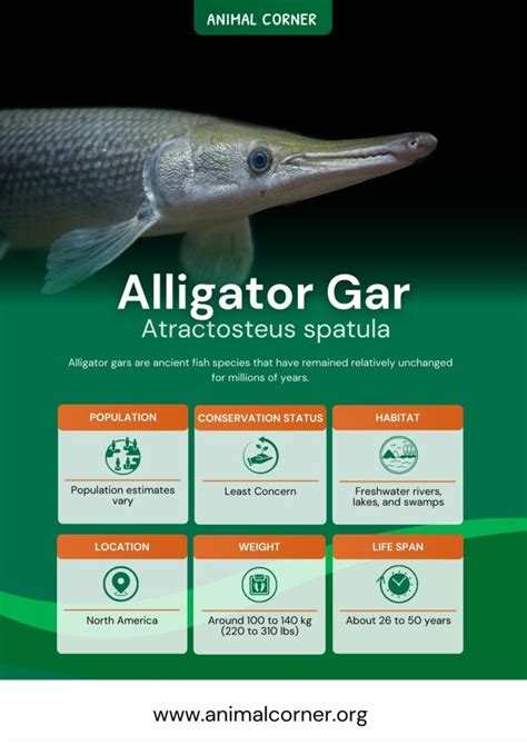 Alligator Gar - A Keystone Species in America's Freshwaters - Animal Corner