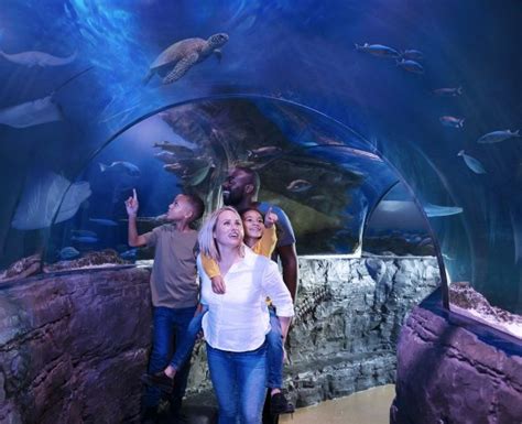 Sea Life Minnesota Aquarium, Mall of America - Family Fun Twin Cities