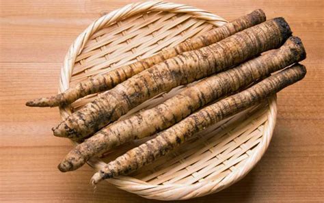 Burdock Root: Top Health Uses and Benefits [2022 Data] - urbol.com