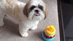 Shih Tzu Training to Walk on a Lead, Stop Biting and Reduce Barking