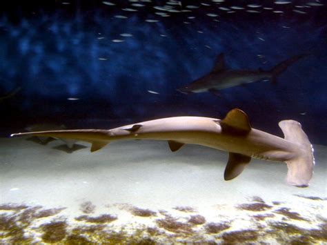 Scalloped Hammerhead Shark – "OCEAN TREASURES" Memorial Library