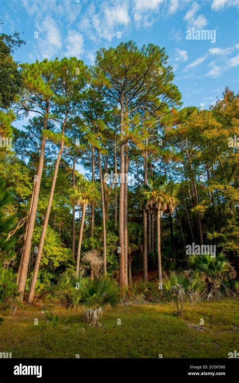 A Loblolly Pine (Pinus taeda) and palmetto palm tree forest located in Hunting Island State Park ...