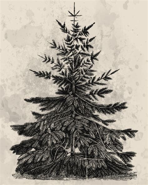 Vintage Tree Drawing Free Stock Photo - Public Domain Pictures