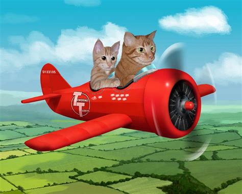 Cats on a plane | Cats, Funny cat videos, Cat travel