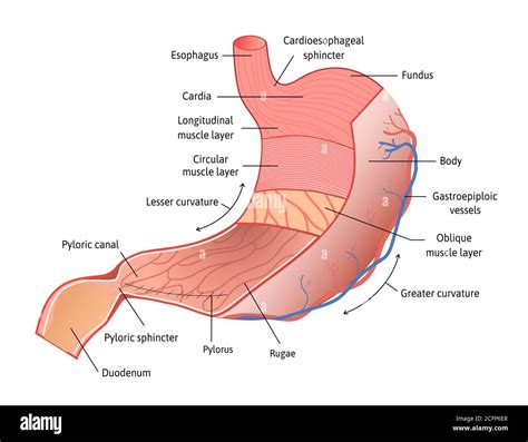 Human stomach anatomy isolated on white background. Stomach and its ...