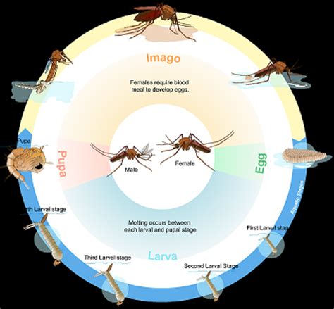 Army Ants: Facts, Types & Life Cycle | Study.com