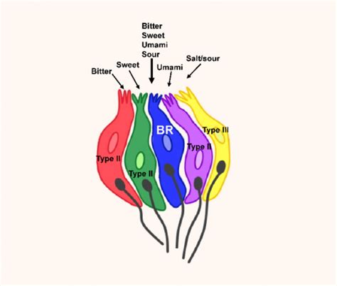 Researchers Discover New Type of Taste Receptor Cells | Sci.News