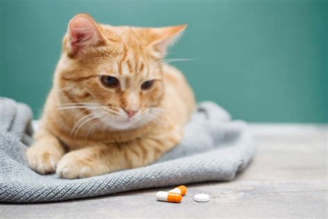 What Are the Uses of Mirtazapine for Cats? I Pettable I ESA Experts