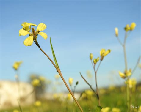 of the brassicaceae family – Becky in Portugal