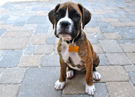 Cute Dogs: Brindle boxer puppies