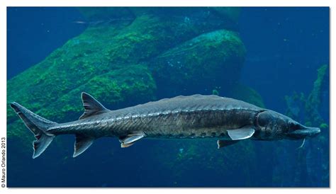 Sturgeons: 7 Awesome Facts about these Living Fossils