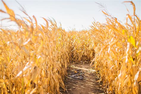 Corn mazes connect us to ancient rituals - Iowa Capital Dispatch