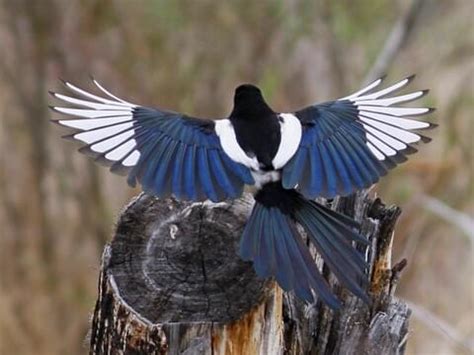 American Magpie Bird