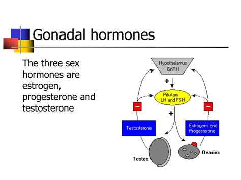 PPT - Gonadal hormones PowerPoint Presentation, free download - ID:671744