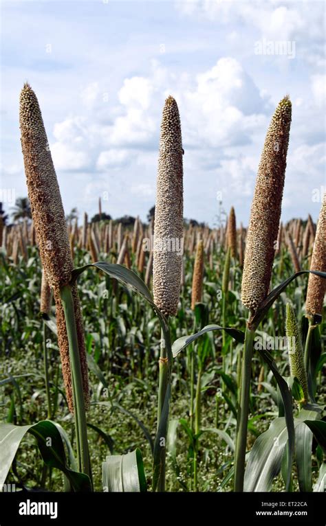 Pearl millet field Padhegaon Shrirampur Ahmednagar Maharashtra India Asia Stock Photo - Alamy