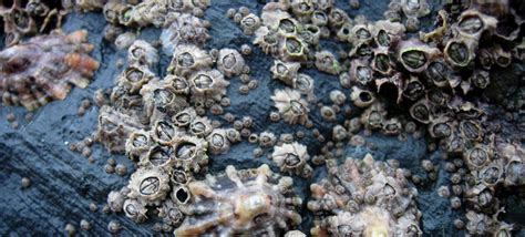 The US Navy's Huge, Hidden Problem: Barnacles On Ships | Gizmodo Australia