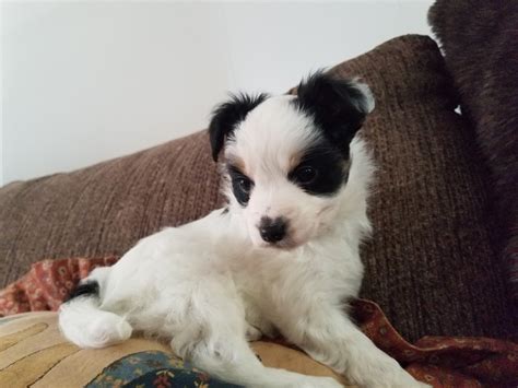 Papillon Puppies For Sale | Wheeling, WV #282744 | Petzlover