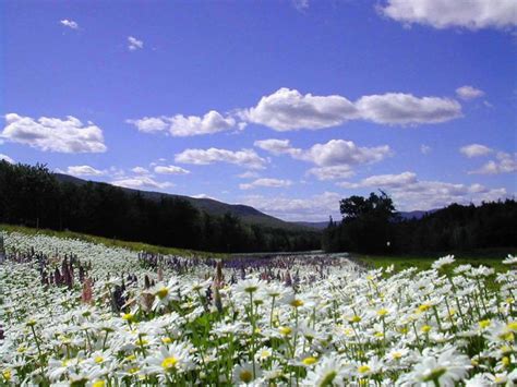 New Hampshire Wildflowers | Wild flowers, Natural landmarks, New hampshire