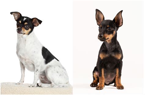 American Rat Pinscher Dog Breed Pictures, Characteristics, and Facts