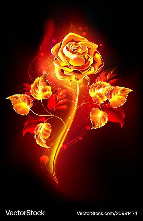 Fire rose Royalty Free Vector Image - VectorStock