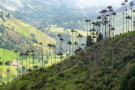 Wax Palm Trees stock photo. Image of salento, america - 100420432