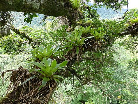 Epiphytes, amazing plants like moss and bromeliads found in trees, face ...