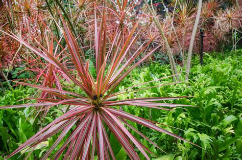 Dragon Tree Plant Care Soil / Madagascar Dragon Tree - Dracaena ...