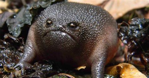 41 Of The Coolest Frogs And Toads In The World in 2020 (With images ...